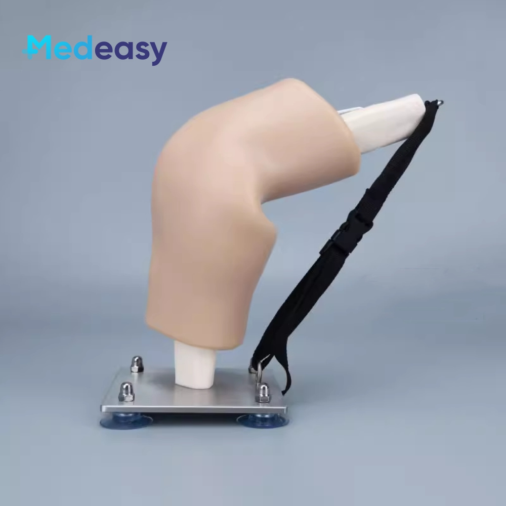 Simulated knee joint model,Knee joint model