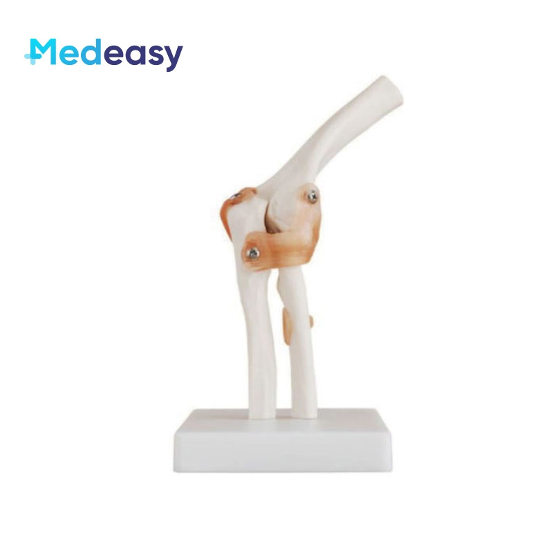 Human Anatomical Joint Model with Ligaments for Knee, Hand, Foot, Hip, Shoulder, Elbow