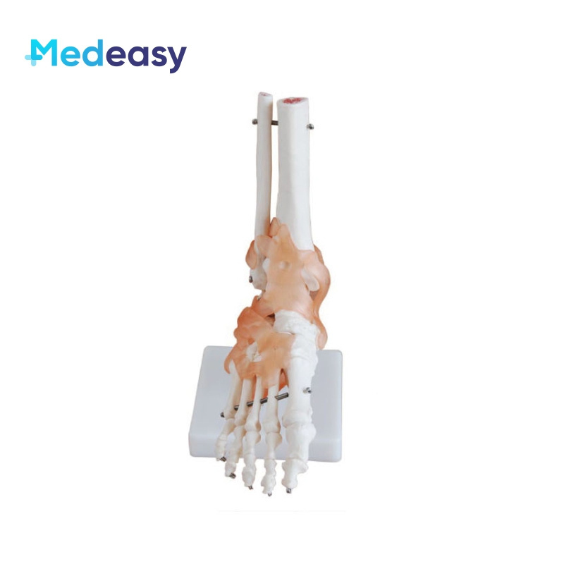 Human Anatomical Joint Model with Ligaments for Knee, Hand, Foot, Hip, Shoulder, Elbow