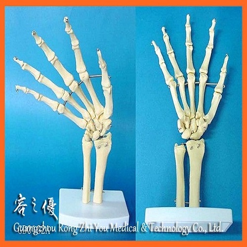 R020923 Medical Teaching Human Hand Joint Anatomical Skeleton Model