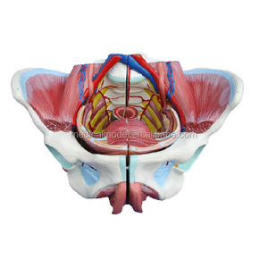 Female Pelvis Attach With Pelvic Muscles Gradation Anatomy Model