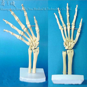 R020923 Medical Teaching Human Hand Joint Anatomical Skeleton Model