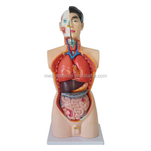 85cm Human Anatomy Full Size Male Torso Male Torso Mannequin with Stand