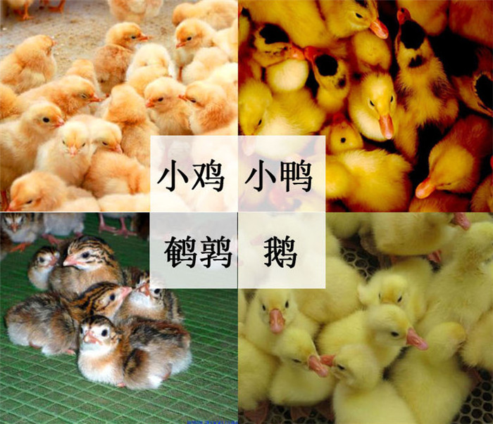 Industrial Hatching 1000 Eggs Incubators Hatcher Machine Price Poultry Hatchery Automatic Chicken Egg Incubator For Sale