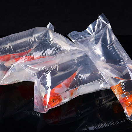 In stock portable transparent heat seal Inflatable Oxygen fish transport shipping plastic bag for Seafood Live Fish