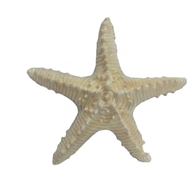 resin starfish urchine sea urchin fish wall decor crafts coastal decor decoration