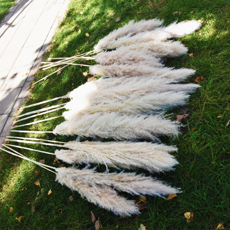 2023 Hot Selling Boho Reed Dried Small Large Tall Artificial Natural Pampas Grass For Wedding Flower Arrangements Home Decor