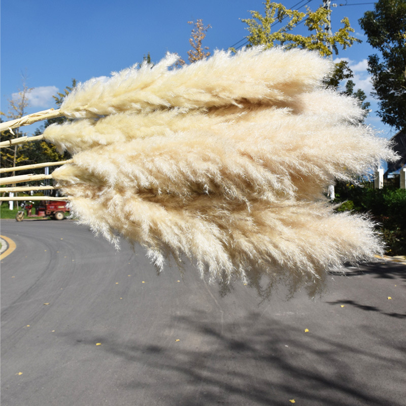 2023 Hot Selling Boho Reed Dried Small Large Tall Artificial Natural Pampas Grass For Wedding Flower Arrangements Home Decor