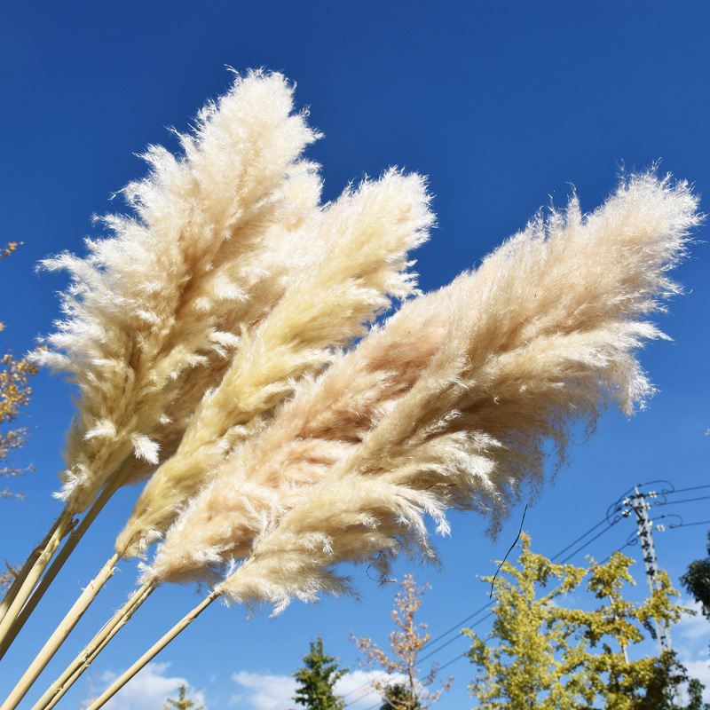 2023 Hot Selling Boho Reed Dried Small Large Tall Artificial Natural Pampas Grass For Wedding Flower Arrangements Home Decor