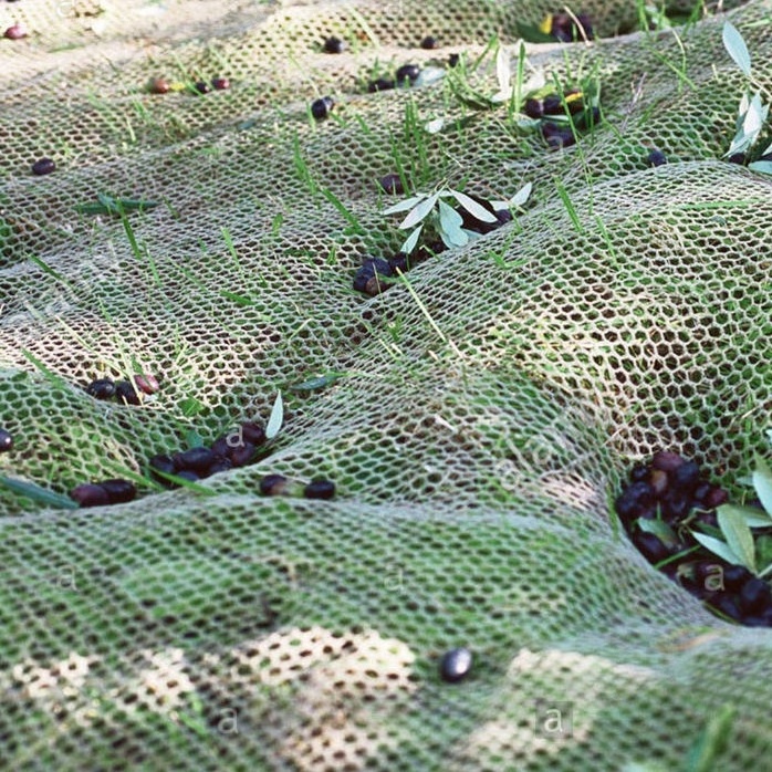 Wholesale olive collect harvest net plastic agriculture olive netting