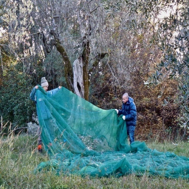 Wholesale olive collect harvest net plastic agriculture olive netting