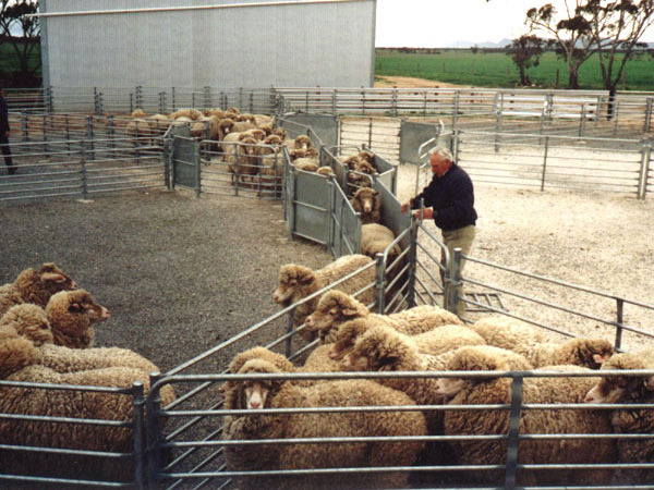 Good sales sheepyard mesh sheep and goat panels  /alpaca rail fence with high quality  sheep corral panels