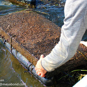 sea cage for oyster cultivation