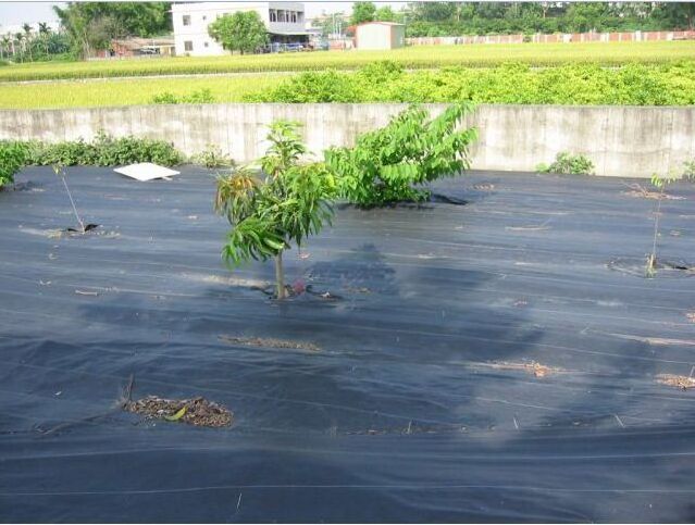 Agriculture PP woven weed mat fabric anti weed mat for strawberries blueberries horticulture ground cover weed control mat