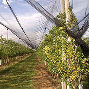 HDPE Anti-hail Net agriculture mesh net/plant netting