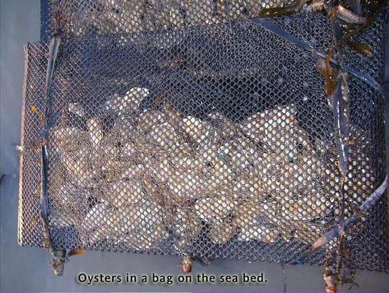 Oblong HDPE Float oyster growing Bags 4x4mm-20x20mm mesh size