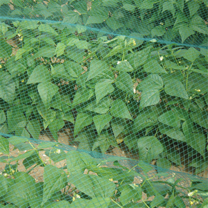 High quality agricultural bird nets for catching birds