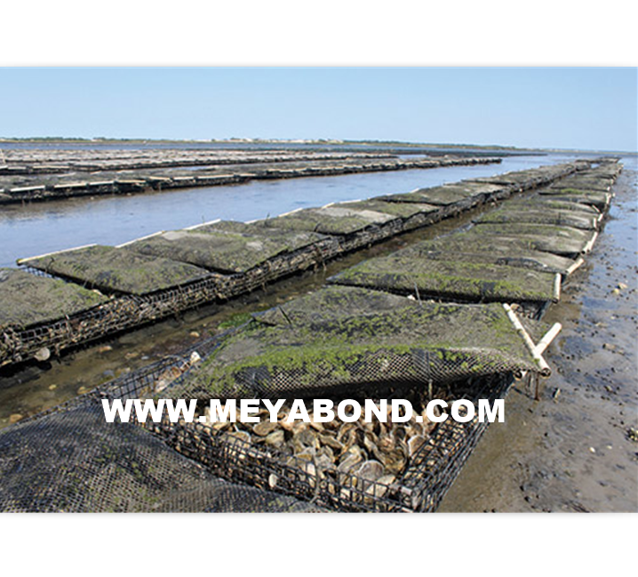 Oyster growing mesh bags and cages for aquaculture