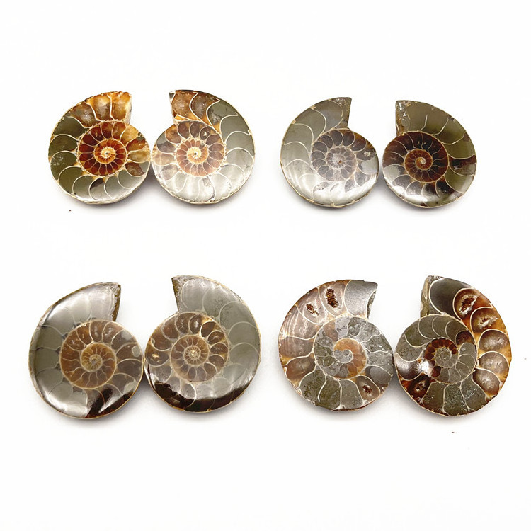 High Quality Brown Ammonite Matching Pair Pendant Accessories Cabochons Smooth Handmade Stone Fossil Mineral Specimen