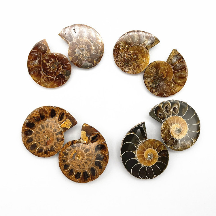 High Quality Brown Ammonite Matching Pair Pendant Accessories Cabochons Smooth Handmade Stone Fossil Mineral Specimen