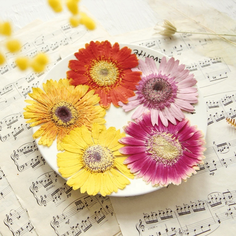 2pcs/pack Gerbera Daisy/African Daisy/Barberton Daisy Resin Blingbling Natural Plant Eco-friendly Real Pressed Flower