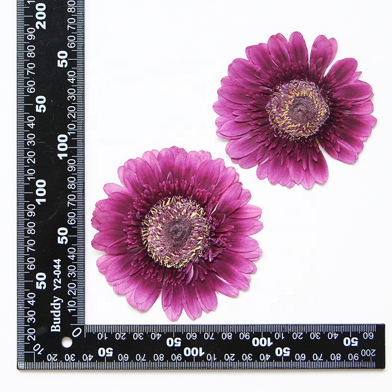 2pcs/pack Gerbera Daisy/African Daisy/Barberton Daisy Resin Blingbling Natural Plant Eco-friendly Real Pressed Flower