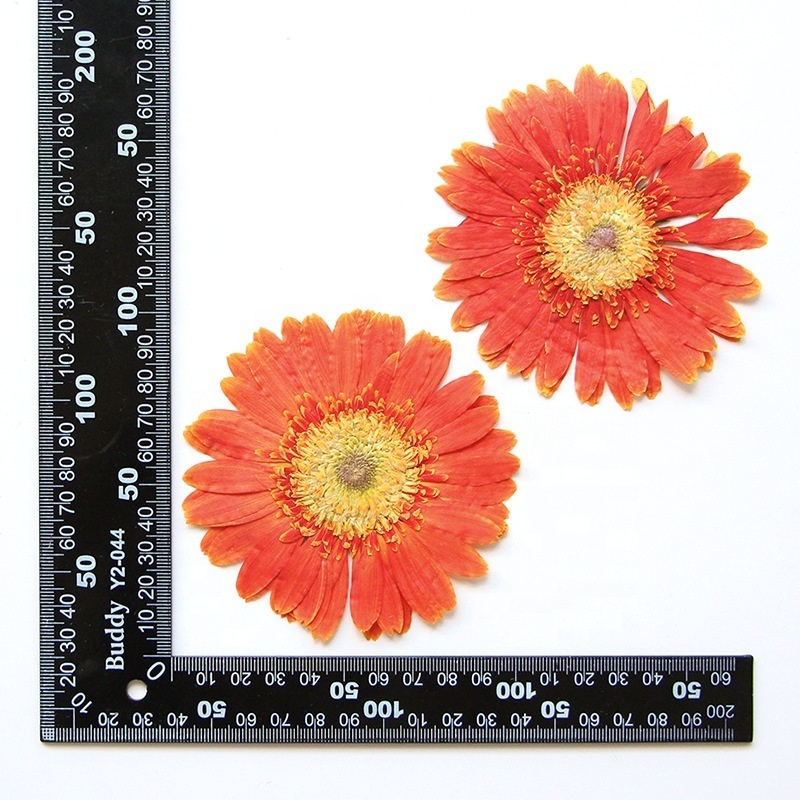 2pcs/pack Gerbera Daisy/African Daisy/Barberton Daisy Resin Blingbling Natural Plant Eco-friendly Real Pressed Flower