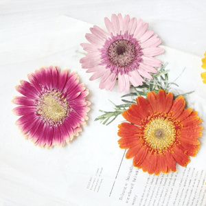 2pcs/pack Gerbera Daisy/African Daisy/Barberton Daisy Resin Blingbling Natural Plant Eco-friendly Real Pressed Flower