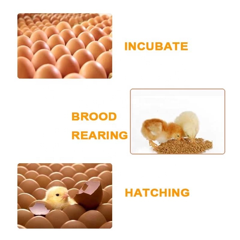 Factory direct supply Thermometer Manual Finches egg incubators for hatching eggs