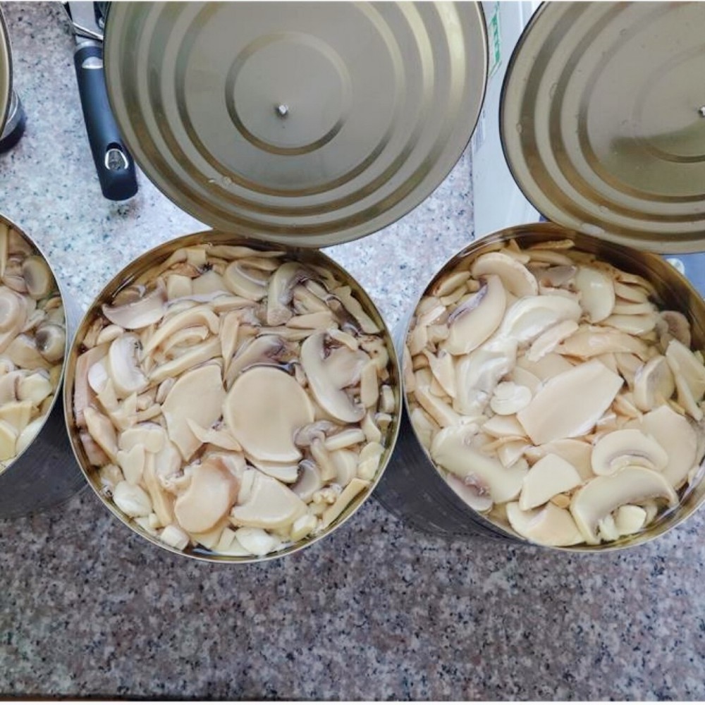 Chinese  canned mushroom  king oyster in water canned mushroom in brine