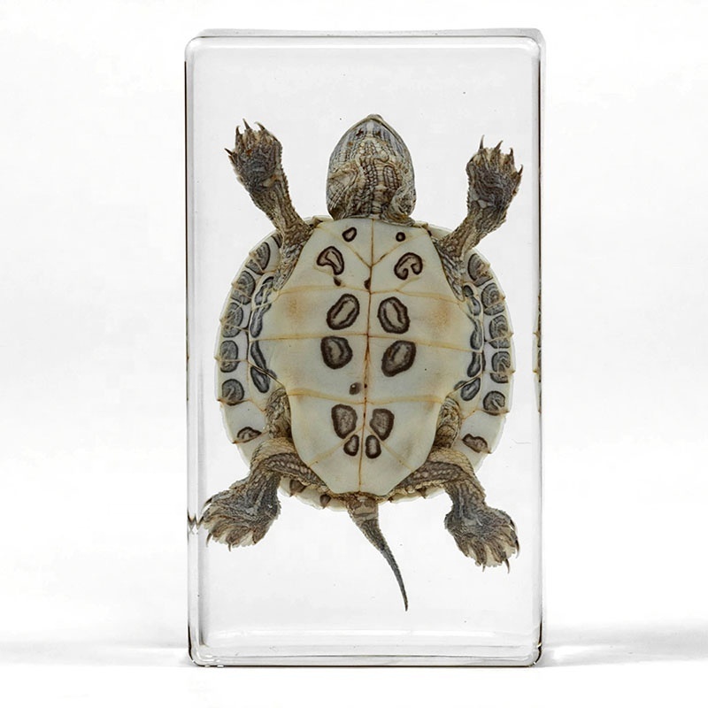 real tortoise specimen resin paperweight aquarium marine park ocean park islands crystal clear funny customized travel souvenir