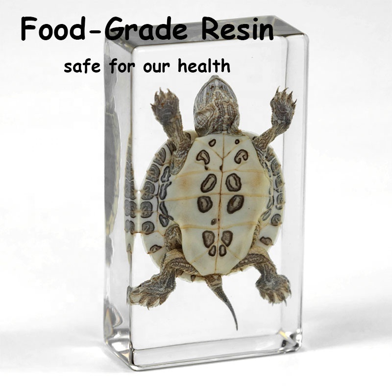 real tortoise specimen resin paperweight aquarium marine park ocean park islands crystal clear funny customized travel souvenir