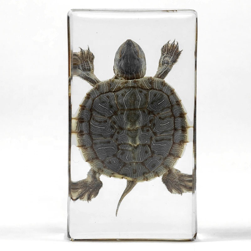 real tortoise specimen resin paperweight aquarium marine park ocean park islands crystal clear funny customized travel souvenir