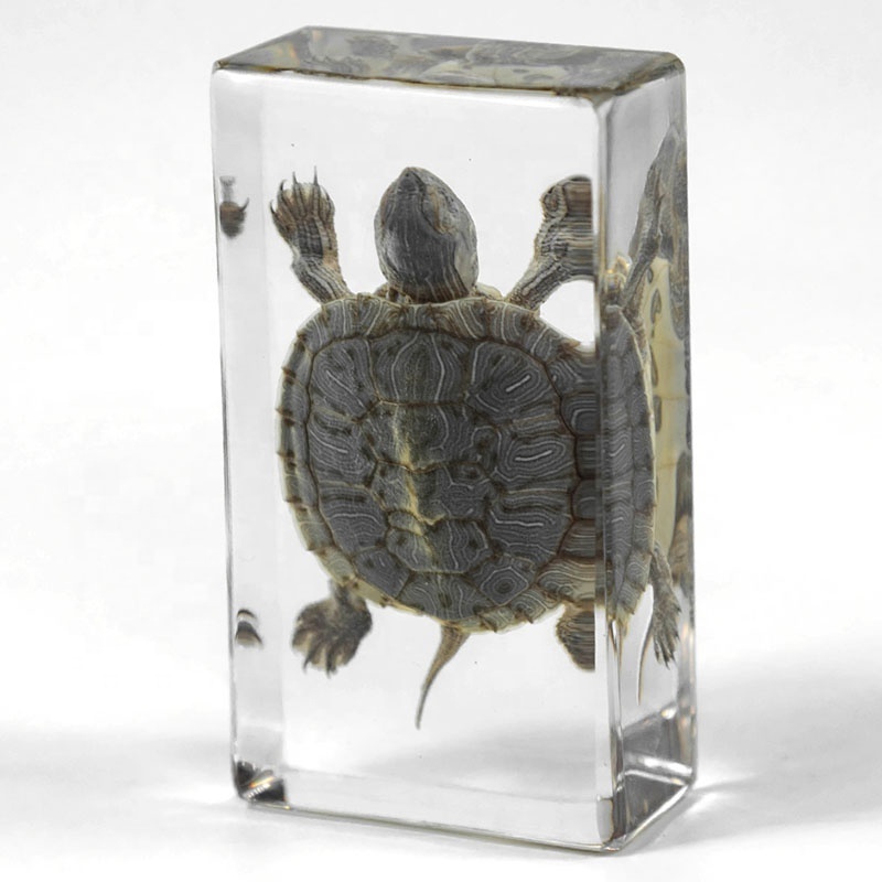 real tortoise specimen resin paperweight aquarium marine park ocean park islands crystal clear funny customized travel souvenir