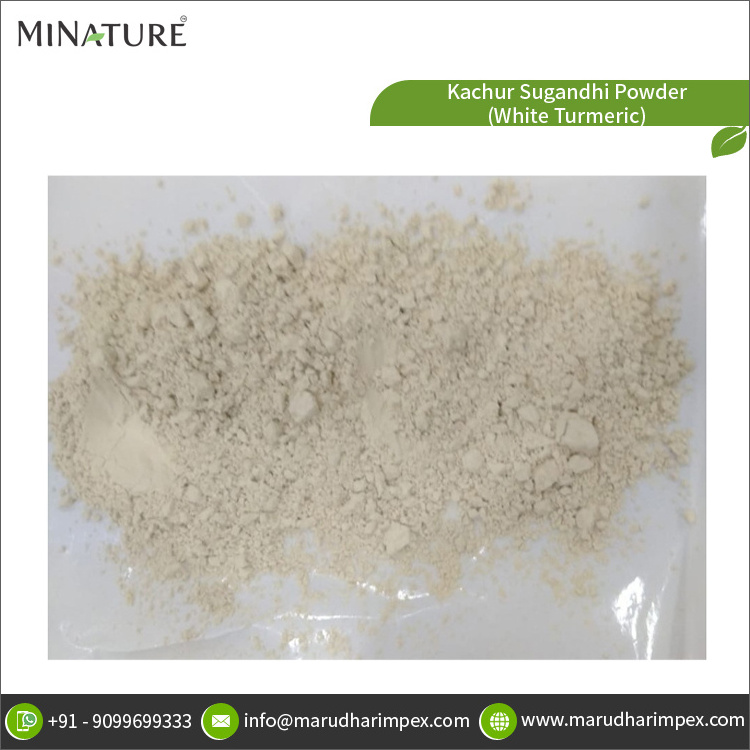 Top Quality Hot Selling Pure and Natural Herbal Kachur Sugandhi Powder (White Turmeric) for Wholesale Buyers