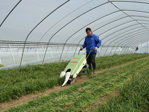 Miwell Chives reaping machine/garlic Chinese chives reaper /leek cutter harvester