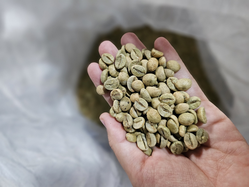 Coffee Green Bean Vietnam Robusta High Grade New Crop Good Taste For World Wide Wholesale suppliers