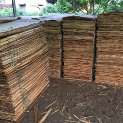 Core Veneers to make Plywood from Eucalyptus/ acacia  Made in Vietnam