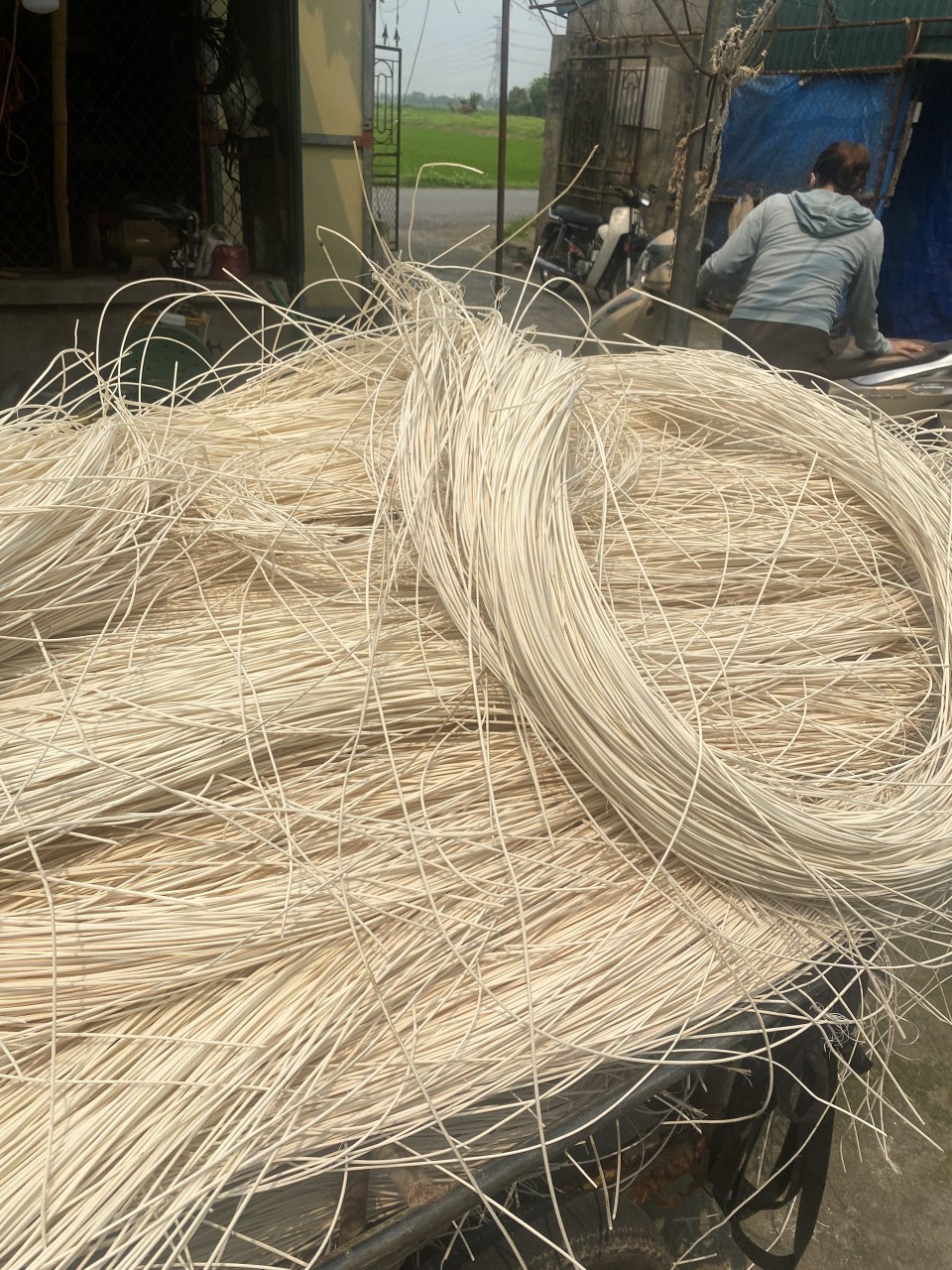 Factory of Rattan Core Polished  Plants Material Natural  Size Pole Product +84 961 633 908