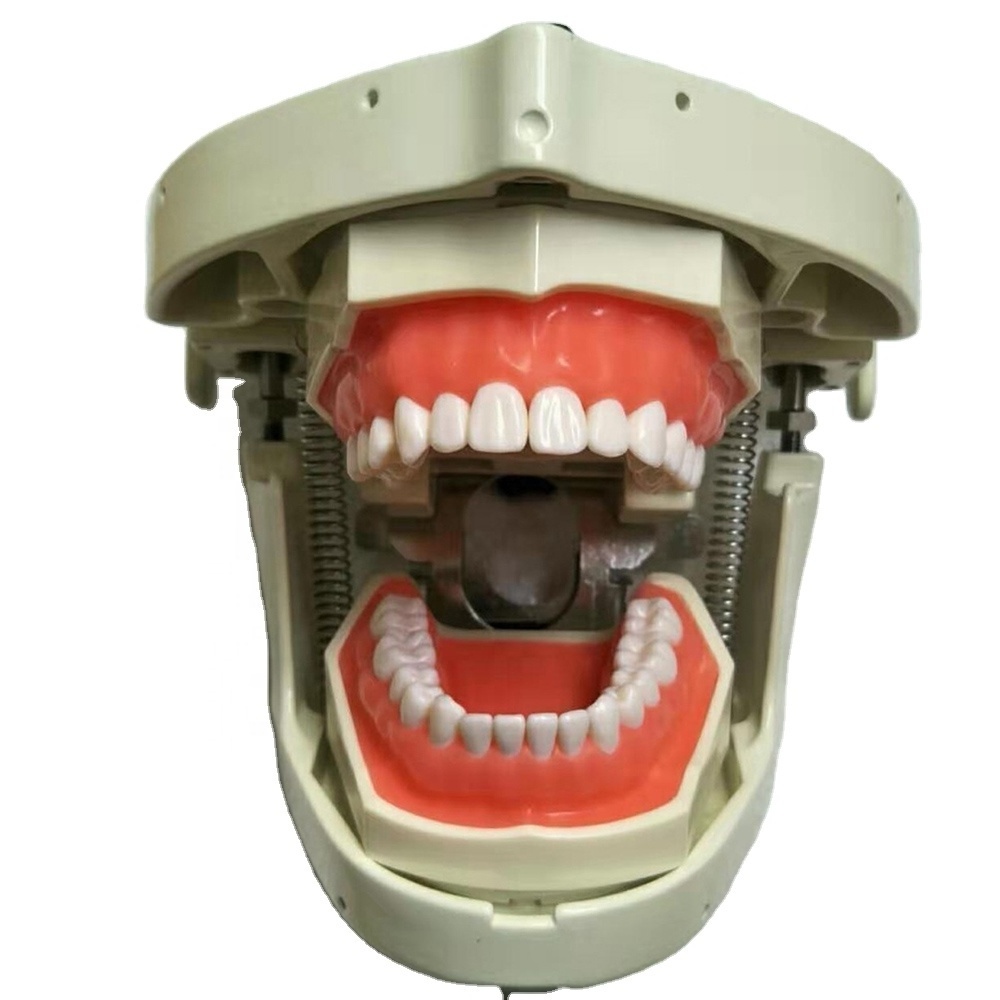 Dental Study training Dental head model table top mounted manikin phantom simulator teeth model