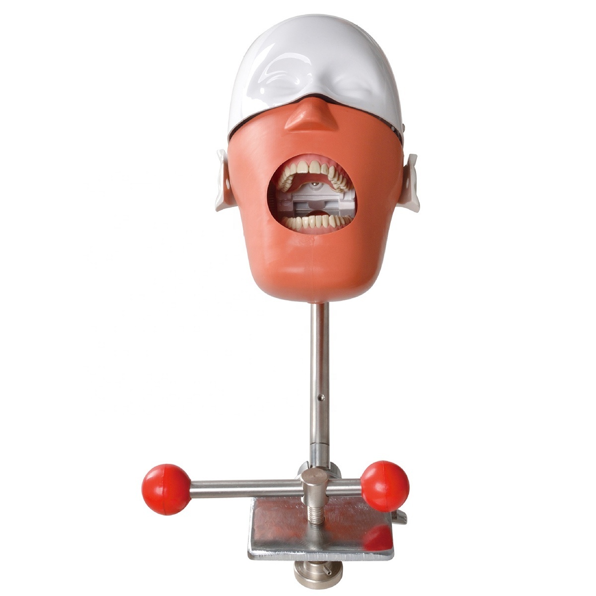 Dental Study training Dental head model table top mounted manikin phantom simulator teeth model