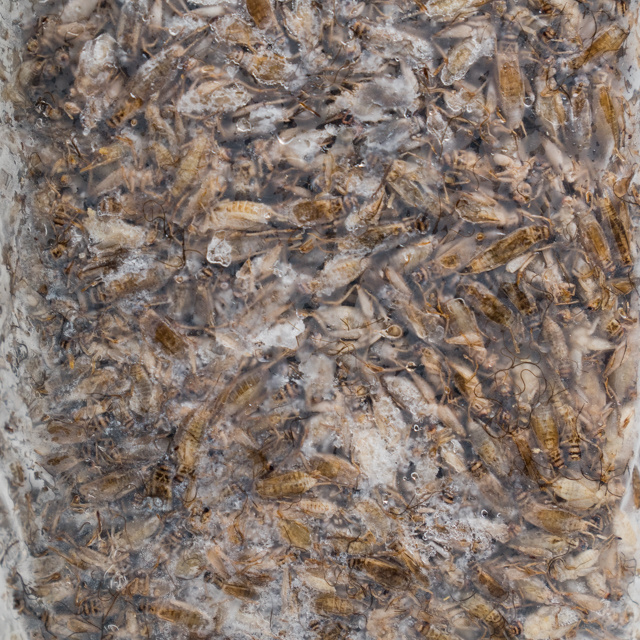 Ingredient Food Premium Frozen Crickets 5 kg For Material Food Bulk Pack Product of Thailand