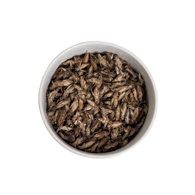 Ingredient Food Premium Frozen Crickets 5 kg For Material Food Bulk Pack Product of Thailand