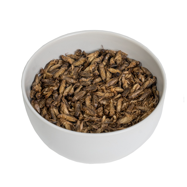 Ingredient Food Premium Freeze Dried Crickets 5 kg For Material Food Bulk Pack Product of Thailand