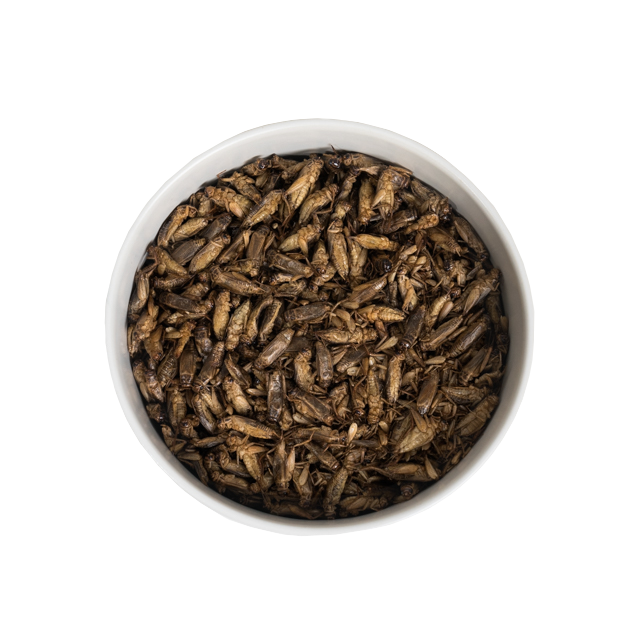 Ingredient Food Premium Freeze Dried Crickets 5 kg For Material Food Bulk Pack Product of Thailand