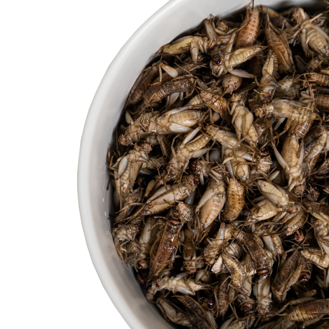 Ingredient Food Premium Frozen Crickets 5 kg For Material Food Bulk Pack Product of Thailand