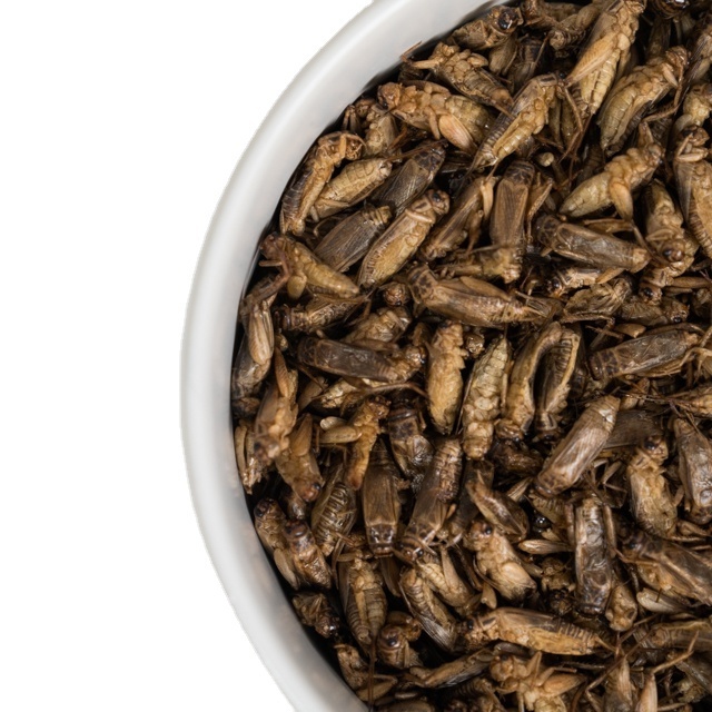 Ingredient Food Premium Freeze Dried Crickets 5 kg For Material Food Bulk Pack Product of Thailand