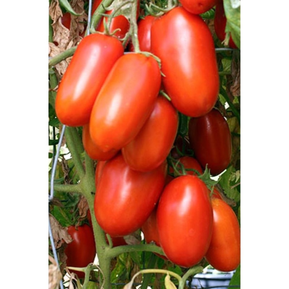 Indian Tomato Roma VF   OP Red Tomato for export available at good discounted Price