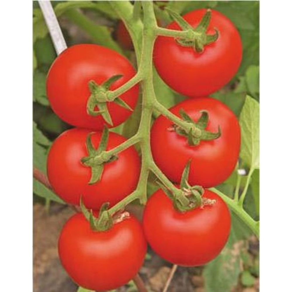 Indian Tomato Roma VF   OP Red Tomato for export available at good discounted Price