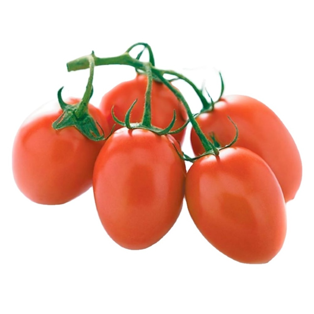 Indian Tomato Roma VF   OP Red Tomato for export available at good discounted Price